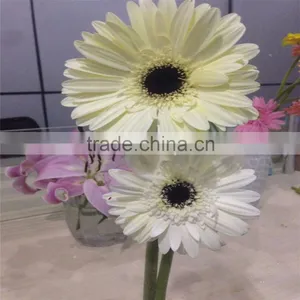 Export Fresh Chrysanthemum Flowers to Dubai Cut Flowers thumbnail-6
