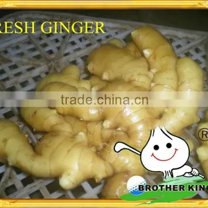 New Crop China Fresh Ginger From Fty thumbnail-1