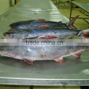 Cat Fish Whole Round thumbnail-2