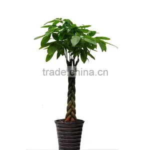 Different Size Pachira Macrocarpa Evergreen Tree Home Flower Plants thumbnail-3