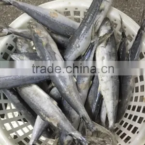 Bulk Packing Good Quality Spanish Mackerel Frozen On Board thumbnail-3