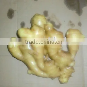 2010 Good Qualtiy Fresh Ginger thumbnail-1
