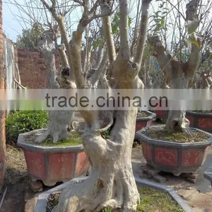 Lagerstroemia Indica L. Nursery thumbnail-6