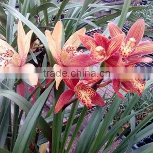 Cymbidium Hybridum Faberi(Drunken Beauty) thumbnail-1