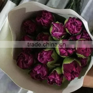 Best Price Fresh Carnation Flowers for Sell thumbnail-4