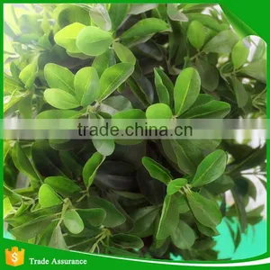 Mini Bonsai Artificial Ficus Trees thumbnail-4