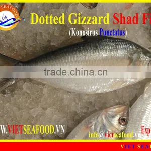 FROZEN W/R DOTTED GIZZARD SHAD FISH thumbnail-1