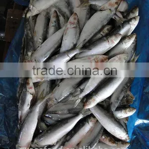 Frozen Sardine Fish thumbnail-2