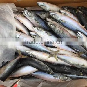 2016 Landing Sea Frozen Mackerel 250-300g thumbnail-2