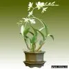 Dendobium on Stoneware thumbnail-1