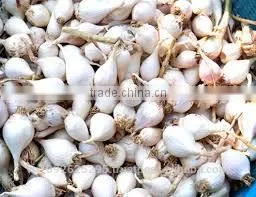GARLIC/NICE GARLIC/NATURAL GARLIC/FRESH GARLIC thumbnail-4
