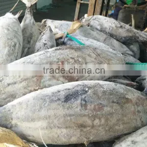Whole Round 3.4kgs up Frozen Skipjack Tuna Fish thumbnail-5