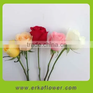Wide Varieties Best Selling Fresh Cut Roses From Ecuador Directly From the Farm thumbnail-6