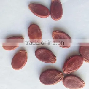 Agriculture Red Watermelon Seeds Price thumbnail-2