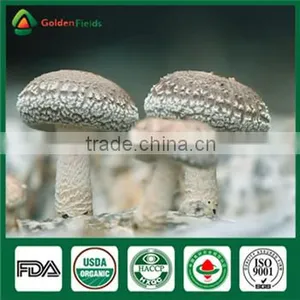 China Supplier Market Price Shitake Mushroom Spawn Bag Log Mycelium Growing Kit thumbnail-1