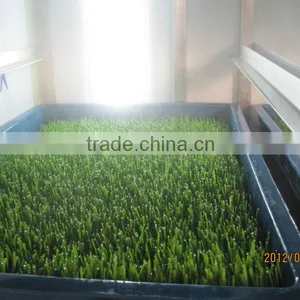 Seedling Planting Machine/oat Sprout Machine/ Wheat Sprout Machine thumbnail-2