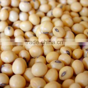 Soy Bean thumbnail-1