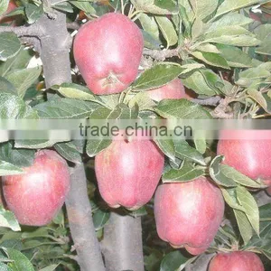 Red Apple thumbnail-1