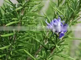 Pure Rosemary Oil From India | Natural Rosemary Oil For Export Only thumbnail-1