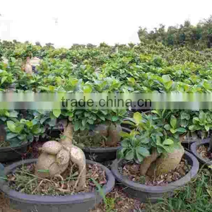 Ficus Ginseng Microcarpa Bonsai Tree Taiwan Ficus Banyan Fig Indoor Ornamental Plants Nursery thumbnail-3