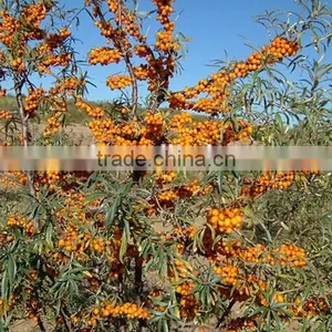 Seabuckthorn Fruit Oil Softgel,GMP Factory thumbnail-3