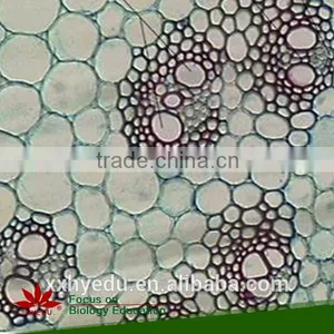 Agronomy Microscope Prepared Slides , Economy Crop Prepared Slide,stem Prepared Slides You Can Choose From thumbnail-3