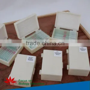 Embryology Slides Individual Microscope Prepared Slide thumbnail-3
