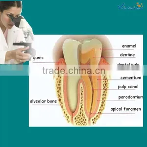 College Study Human Dental Pathological Prepared Slides From Factory thumbnail-1