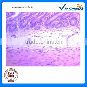 Biology Teaching Animal Histology Microscope Prepared Glass Slides Dog Smooth Muscle T.S. thumbnail-1