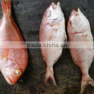 Fresh Frozen Red Snapper Fish Whole Round thumbnail-3