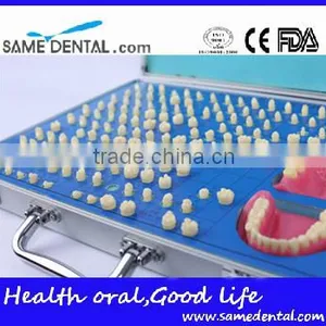 Dental Models 151 Teeth Prepared for the Standard Model School Education Demonstration thumbnail-3