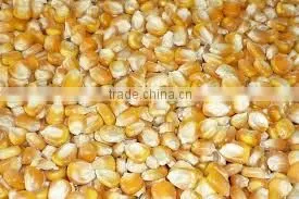 Yellow Maize in Tamil Nadu thumbnail-1