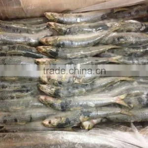 Frozen Sardine Fish for Tuna Bait thumbnail-2