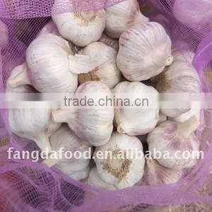 Fresh Garlic for the International Market thumbnail-1