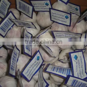 White Garlic 2013 thumbnail-1