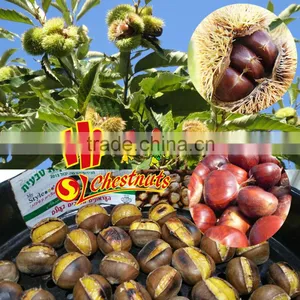 New Crop Fresh Chinese Chestnuts Wholesale Chestnut thumbnail-1