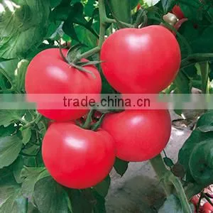 2016 Hybrid High Yield Disease-resistant Tomato Seeds for Growing- Red Princess thumbnail-1