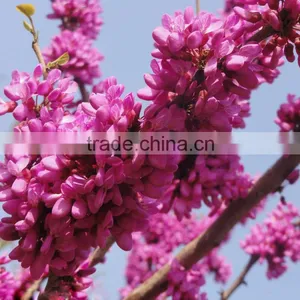 2016 High Germination Rate Chinese Redbud Seeds For Planting thumbnail-2