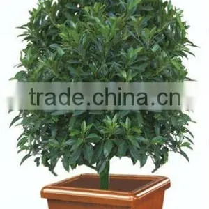 Hotel Lobby Flowerpot thumbnail-1