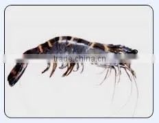 Tiger Prawn thumbnail-1