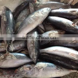 Whole Round Frozen Bonito Tuna thumbnail-3