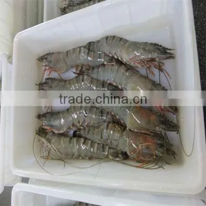 Best Seafood Frozen Vannamei Shrimp Hlso thumbnail-1