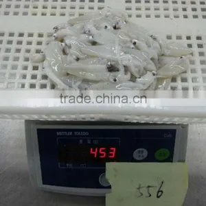 Grade A BQF Baby Squid Loligo Japonica thumbnail-4