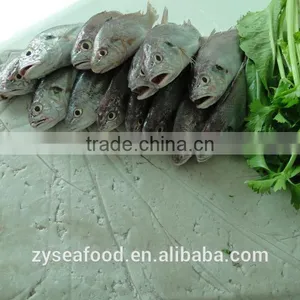 Large Stock Block Shape Frozen Surimi Best Exporter thumbnail-1