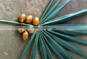 Sawpalmetto Oil thumbnail-1