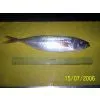 Peru Horse Mackerel thumbnail-1