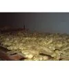 Air Dry Ginger 3 thumbnail-1