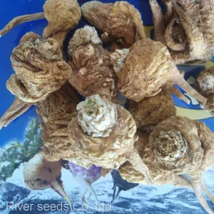 100g Bulk Supply Hybrid Mature Black Yellow Maca Seeds for Planting thumbnail-2
