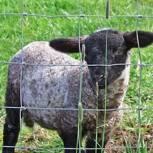 Easy Installation Fixed Knot Cattle Fence for Sheep Goat and Cattle Breeding thumbnail-5