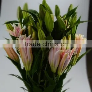 High Grade Sorbonne Lily Flower for Wedding Decoration thumbnail-6